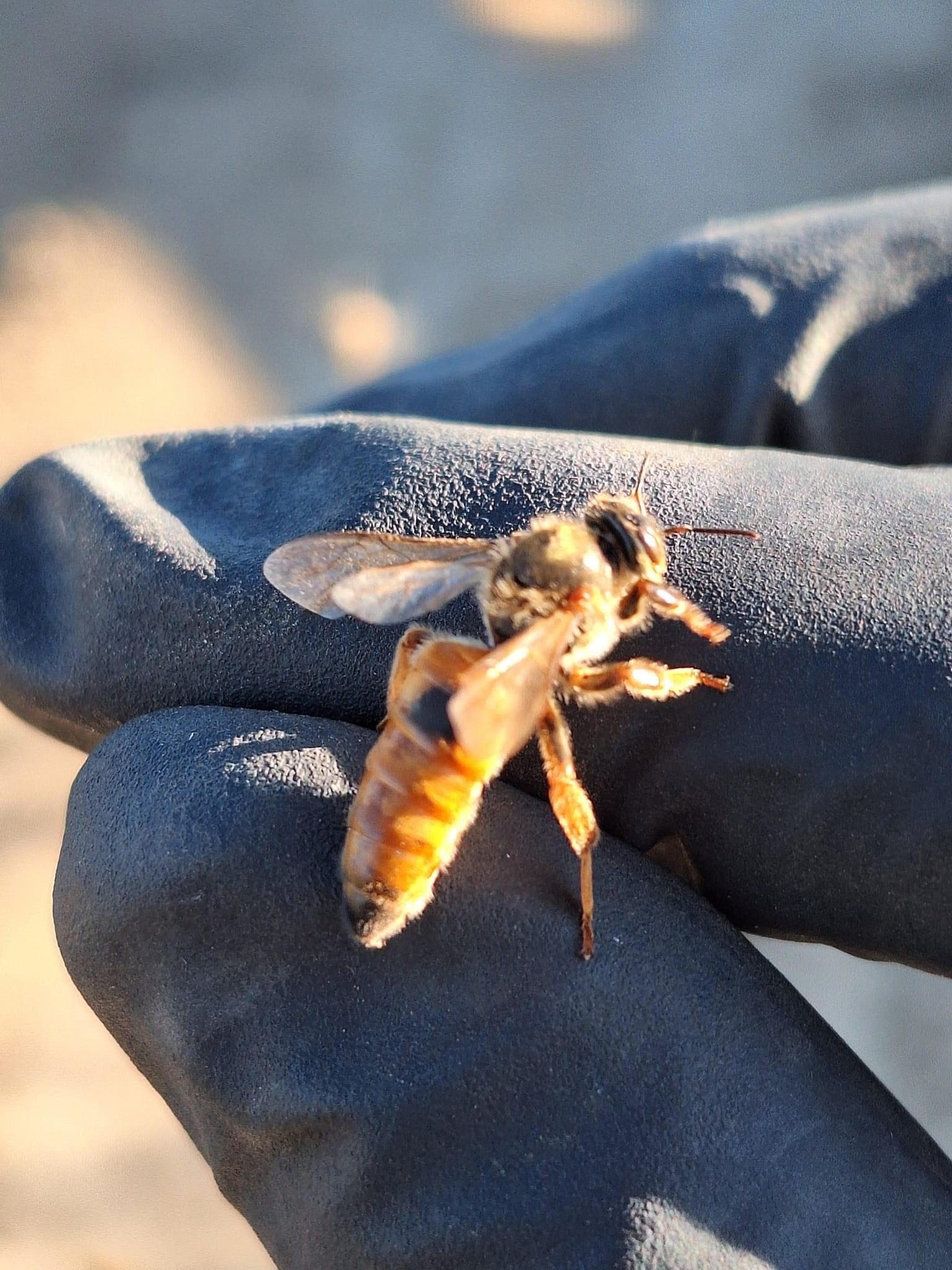 A queen honey bee photo by Brad Kruse