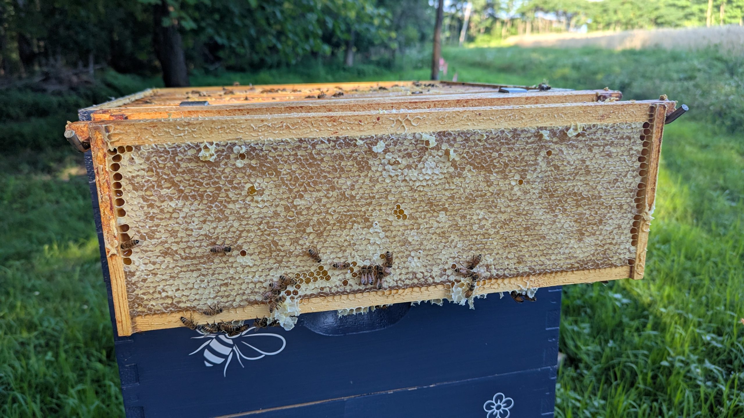 comb capped